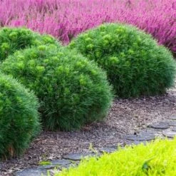 Dwerg Bergden (Pinus Mugo 'Varella') -OL Planten Winkel pinus mugo varella