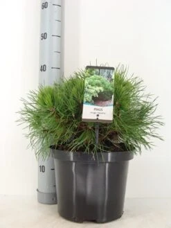 Dwerg Bergden (Pinus Mugo 'Varella') -OL Planten Winkel pinus mugo varella c5 m