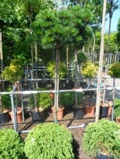 Den Op Stam (Pinus Nigra 'Brepo') -OL Planten Winkel pinus nigra brepo 130 150stam cont