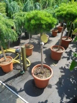 Den Op Stam (Pinus Nigra 'Brepo') -OL Planten Winkel pinus nigra brepo 60 80stam c20