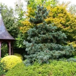 Blauwe Japanse Den (Pinus Parviflora 'Glauca') -OL Planten Winkel pinus parviflora glauca 1