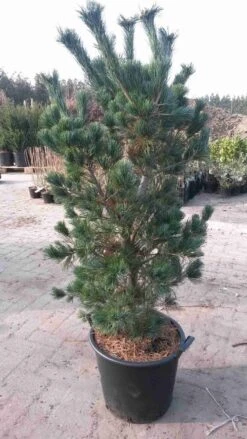 Blauwe Japanse Den (Pinus Parviflora 'Glauca')