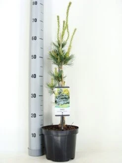 Blauwe Japanse Den (Pinus Parviflora 'Glauca') -OL Planten Winkel pinus parviflora glauca zomer c3 m 1