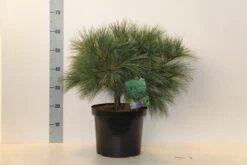 Bergden (Pinus Strobus 'Radiata') -OL Planten Winkel pinus strobus radiata 40 50 c10