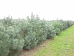 Grove Den, Solitair (Pinus Sylvestris) -OL Planten Winkel pinus sylvestris