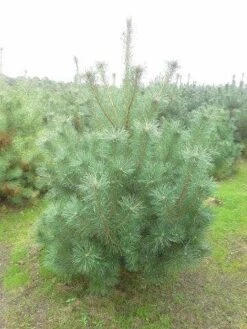 Grove Den, Solitair (Pinus Sylvestris) -OL Planten Winkel pinus sylvestris 175 200