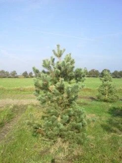 Grove Den, Solitair (Pinus Sylvestris) -OL Planten Winkel pinus sylvestris 200
