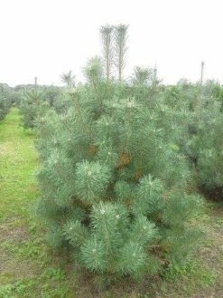 Grove Den, Solitair (Pinus Sylvestris) -OL Planten Winkel pinus sylvestris 200 250