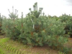 Grove Den, Solitair (Pinus Sylvestris) -OL Planten Winkel pinus sylvestris 250 300