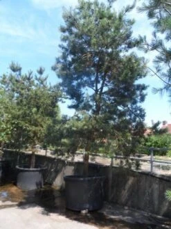 Grove Den, Solitair (Pinus Sylvestris) -OL Planten Winkel pinus sylvestris 350 400 450 c1000