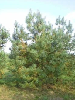 Grove Den, Solitair (Pinus Sylvestris) -OL Planten Winkel pinus sylvestris 400