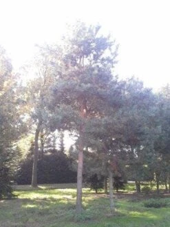 Grove Den (Pinus Sylvestris) -OL Planten Winkel pinus sylvestris 60 70 1