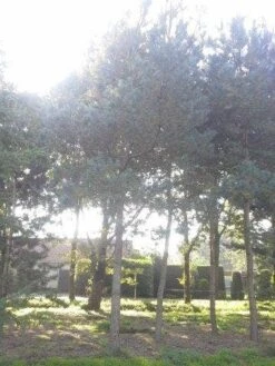 Grove Den (Pinus Sylvestris) -OL Planten Winkel pinus sylvestris 60 70 2