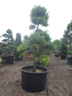 Grove Den Als Bonsai (Pinus Sylvestris) -OL Planten Winkel pinus sylvestris bonsai c1000 1