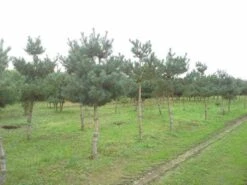Grove Den (Pinus Sylvestris) -OL Planten Winkel pinus sylvestris opstam