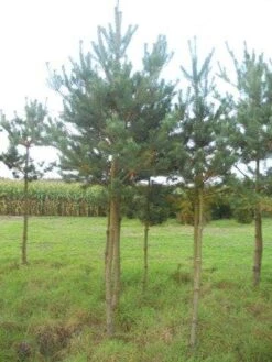 Grove Den (Pinus Sylvestris) -OL Planten Winkel pinus sylvestris opstam 20 25 1