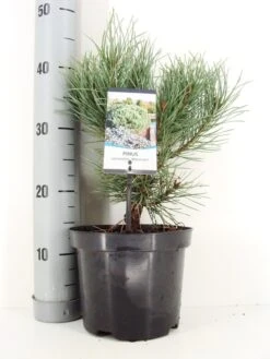Grove Den (Pinus Sylvestris 'Watereri') -OL Planten Winkel pinus sylvestris watereri c3 m