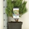Grove Den (Pinus Sylvestris 'Watereri') 1 Grove Den (Pinus Sylvestris 'Watereri') -OL Planten Winkel pinus sylvestris watereri c5 m