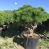Meerstammige Japanse Pijnboom (Pinus Parviflora 'Brevifolia') -OL Planten Winkel pinusbrevifoliameerstammig01
