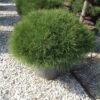 Zwarte Den (Pinus Nigra 'Marie Bregeon') -OL Planten Winkel pinusnigramariebregeon02 1