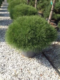 Zwarte Den (Pinus Nigra 'Marie Bregeon')