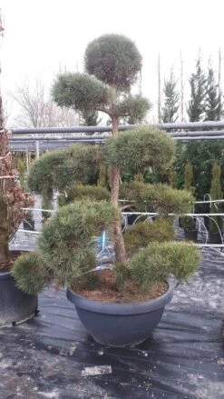 Grove Den Als Bonsai (Pinus Sylvestris) 9 Grove Den Als Bonsai (Pinus Sylvestris) -OL Planten Winkel pinussylvestrisbonsai01