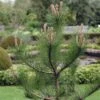 Grove Den, Solitair (Pinus Sylvestris) -OL Planten Winkel pisylves 21