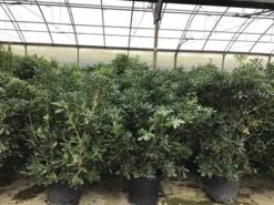 Australische Laurier (Pittosporum Tobira) -OL Planten Winkel pittosporum