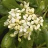 Australische Laurier (Pittosporum Tobira) -OL Planten Winkel pittosporum tobira