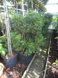 Australische Laurier (Pittosporum Tobira) -OL Planten Winkel pittosporum tobira 100 125 c50