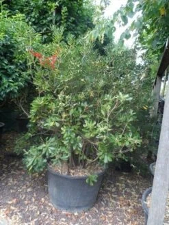 Australische Laurier (Pittosporum Tobira) -OL Planten Winkel pittosporum tobira 150 175 c130