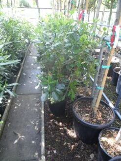 Australische Laurier (Pittosporum Tobira) -OL Planten Winkel pittosporum tobira c10