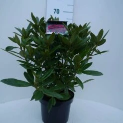 Rhododendron (Rhododendron 'Polarnacht') -OL Planten Winkel polarnacht c5 voor 1
