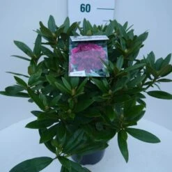 Rhododendron (Rhododendron 'Polarnacht') -OL Planten Winkel polarnacht c5 zij 1