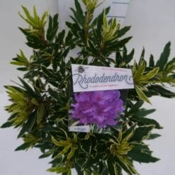 Bosrhododendron (Rhododendron Ponticum 'Variegatum') -OL Planten Winkel pont variegatum c5 boven