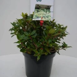Dwergrhododendron (Rhododendron 'Princess- Anne') -OL Planten Winkel princess ann c4 voor