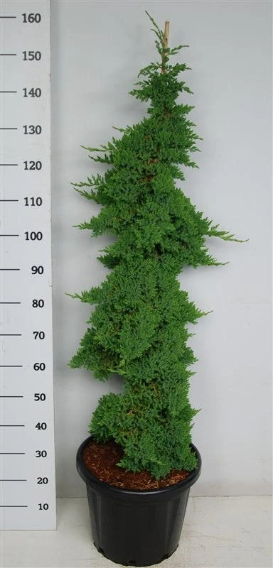 Jeneverbes (Juniperus Procumbens 'Nana') 6 Jeneverbes (Juniperus Procumbens 'Nana') - Afbeelding 4
