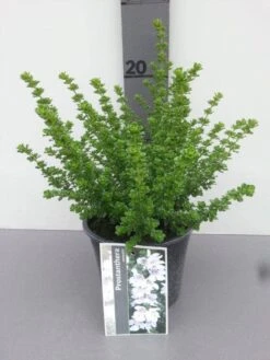 Prostanthera (Prostanthera Cuneata) -OL Planten Winkel prostanthera cuneata 1