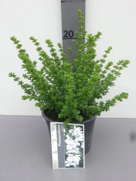 Prostanthera (Prostanthera Cuneata) 6 Prostanthera (Prostanthera Cuneata) - Afbeelding 4