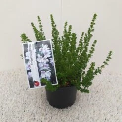 Prostanthera (Prostanthera Cuneata) -OL Planten Winkel prostanthera cuneata 1 1