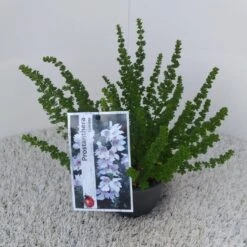 Prostanthera (Prostanthera Cuneata) -OL Planten Winkel prostanthera cuneata 1 1