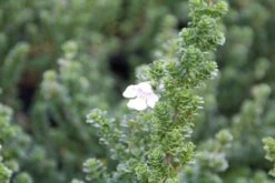 Prostanthera (Prostanthera Cuneata) -OL Planten Winkel prostanthera cuneata 3 1