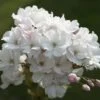 Japanse Sierkers Als Struik (Prunus Serrulata 'Amanogawa') 2 Japanse Sierkers Als Struik (Prunus Serrulata 'Amanogawa') -OL Planten Winkel prunus amanogawa zuilsierkersv01