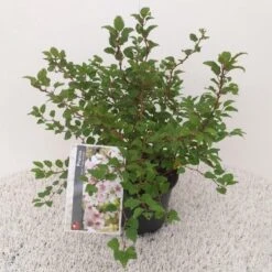 Sierkers (Prunus Incisa 'Kojou-no-mai') -OL Planten Winkel prunus incisa kojou no mai