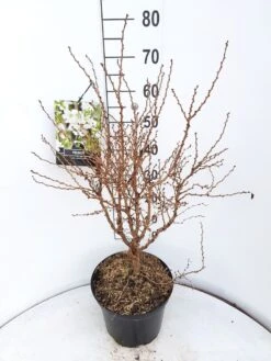 Sierkers (Prunus Incisa 'Kojou-no-mai') -OL Planten Winkel prunus kojou no mai 60 70 cm c10 v01