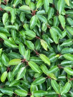 Portugese Laurier Als Grote Bolvorm (Prunus Lusitanica 'Angustifolia') -OL Planten Winkel prunus l. angustifolia blad 3