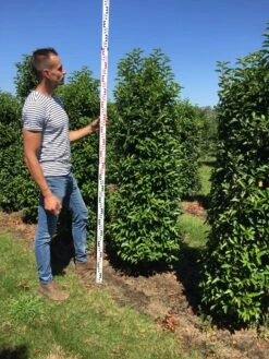 Grote Portugese Laurier (Prunus Lusitanica 'Angustifolia') -OL Planten Winkel prunus l ang 175200 2