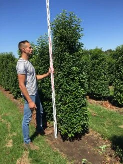 Grote Portugese Laurier (Prunus Lusitanica 'Angustifolia') -OL Planten Winkel prunus l ang 200250