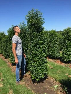 Grote Portugese Laurier (Prunus Lusitanica 'Angustifolia') -OL Planten Winkel prunus l ang 200250 2