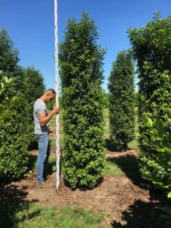 Grote Portugese Laurier (Prunus Lusitanica 'Angustifolia') -OL Planten Winkel prunus l ang 300350 2